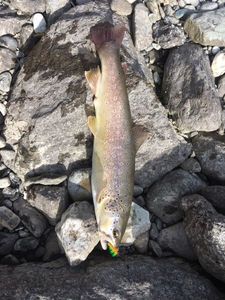 Brown Trout