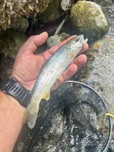 Brown Trout