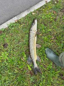 Northern Pike
