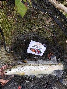 Brown Trout
