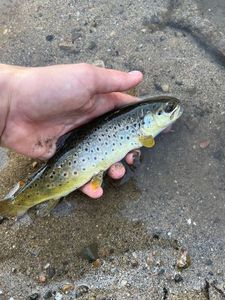 Brown Trout