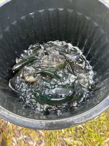 Cutthroat Trout