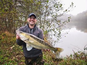 Zander