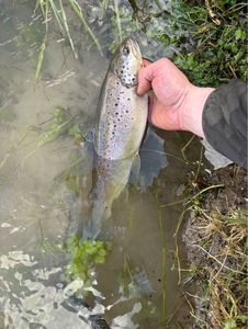 Brown Trout