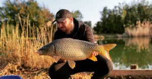 Common Carp
