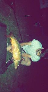 Mirror Carp