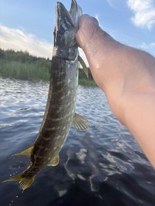 Northern Pike