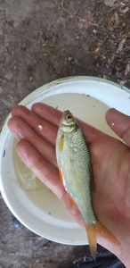 Roach