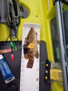 Ballan Wrasse