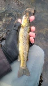 Brown Trout