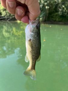Smallmouth Bass