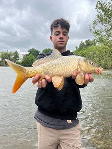 Common Carp