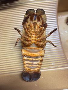 Scyllarides aequinoctialis