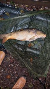 Mirror Carp