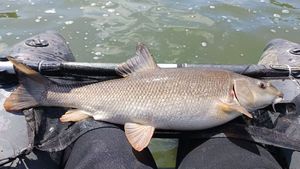 Barbel