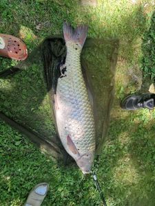 Grass Carp