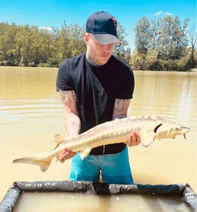 Sturgeon