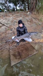 Sturgeon