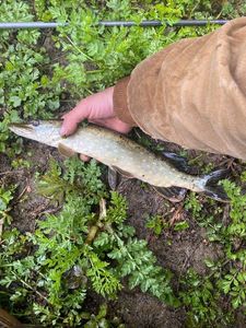 Northern Pike