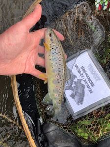 Brown Trout