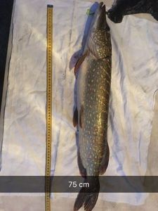 Northern Pike