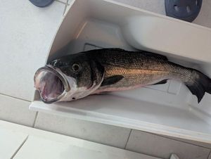 European Bass (Seabass)