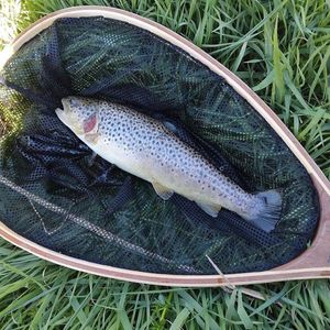 Brown Trout