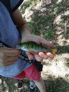 European Perch