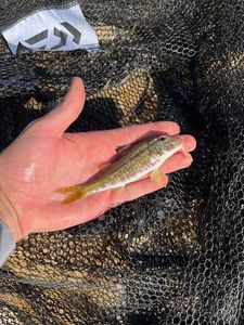 Surmullet