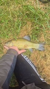 Tench