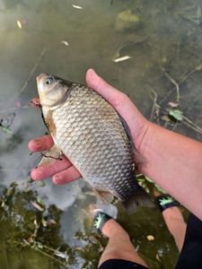 Crucian Carp