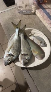 White Seabream