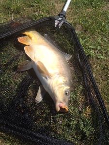 Common Carp