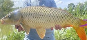 Common Carp