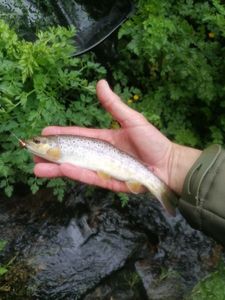 Brown Trout