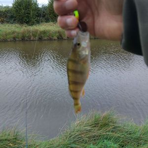 European Perch