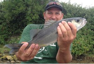 European Bass (Seabass)