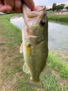 Largemouth Bass