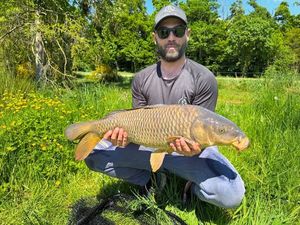 Common Carp