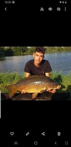 Mirror Carp