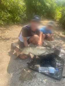 Grass Carp