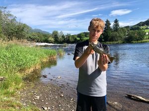 Brown Trout
