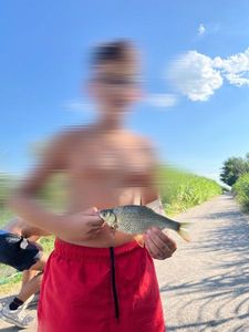 Gardon rutilus