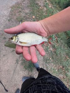Angler's catch photo