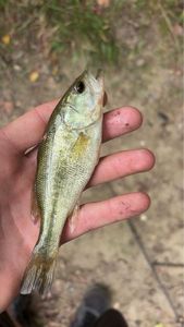 Smallmouth Bass