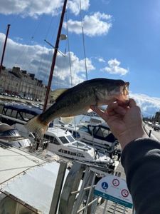Smallmouth Bass