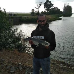 Thicklip Grey Mullet