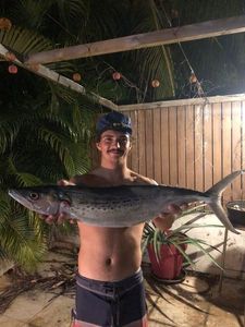 Cero Mackerel