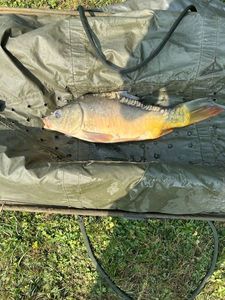 Mirror Carp