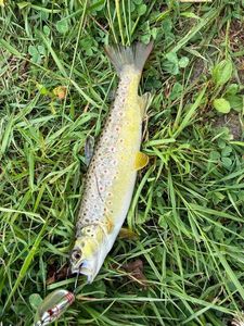 Brown Trout